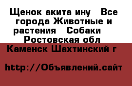 Щенок акита ину - Все города Животные и растения » Собаки   . Ростовская обл.,Каменск-Шахтинский г.